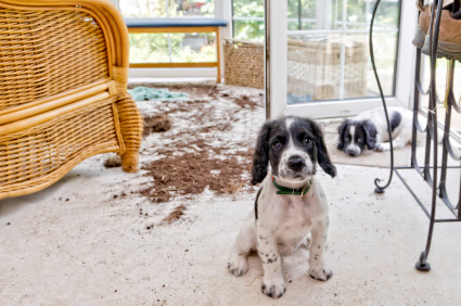 Protect Your Carpets From Summer Traffic